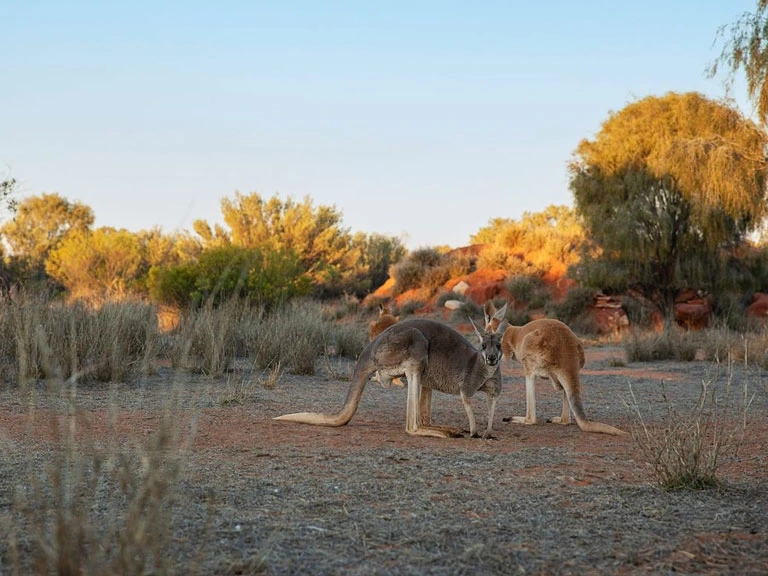 Kangaroos in the Northern Territory outback near Alice Springs
